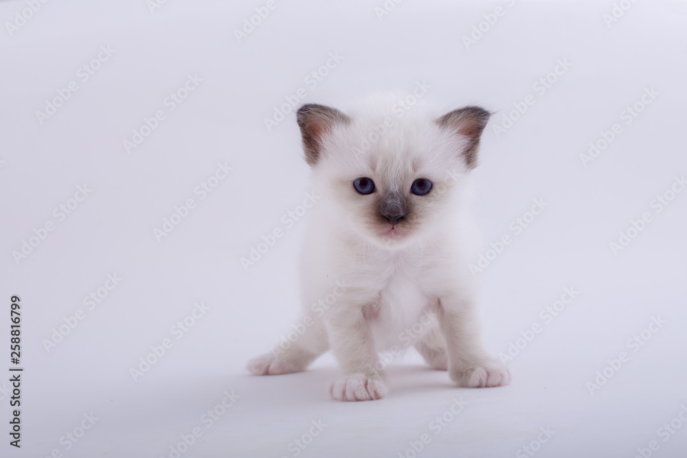 kitten cat breed sacred bIrma on a white background