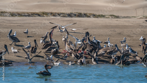 Feeding frenzy of gulls and pelicans in Mexico after a fisherman has dumped his cleaned fish waste in the sea. 