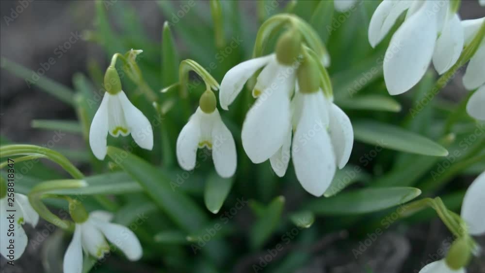 Snowdrop or galanthus flower macro, panning shot, shallow depth of field Snowdrop or galanthus flower macro, panning shot, shallow depth of field