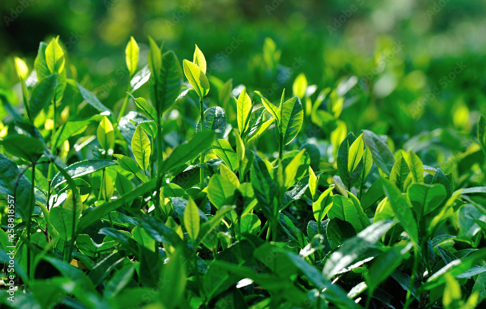 Growing green tea plants in spring mountains Growing green tea plants in spring mountains