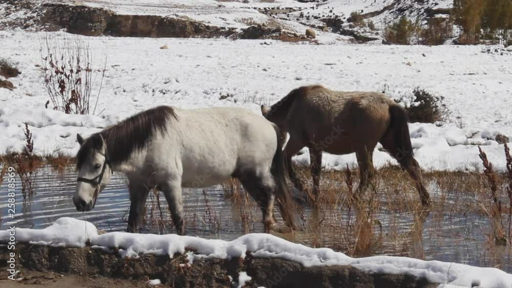 Two beautiful horses drinking water from a river amongst a snowy landscape in Nepal Mustang Chhosar Two beautiful horses drinking water from a river amongst a snowy landscape in Nepal Mustang Chhosar
