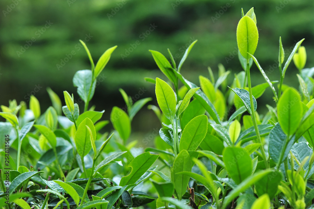 Growing green tea plants in spring mountains