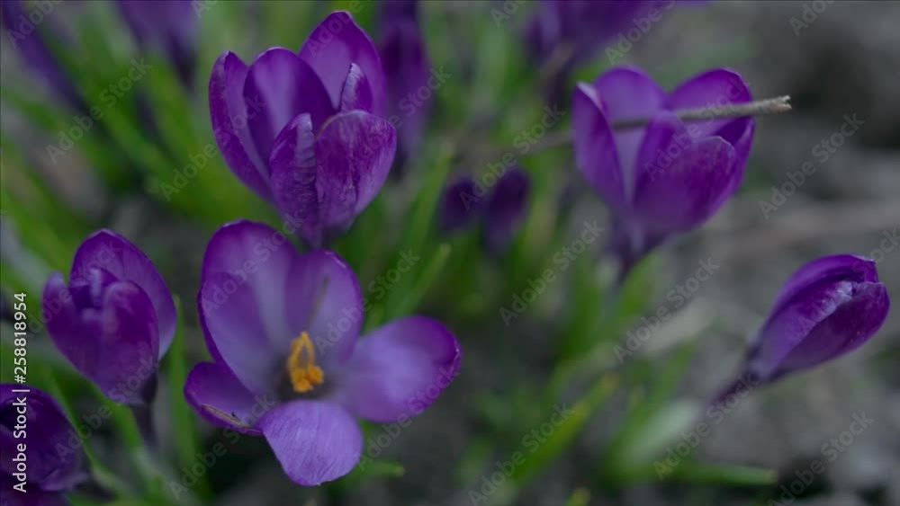 Violet crocus flowers macro, tracking shot, shallow depth of field Violet crocus flowers macro, tracking shot, shallow depth of field