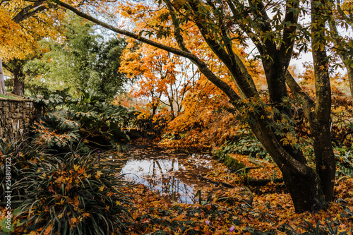 Small pond full of fallen leaves. Trees, autumn foliage at the RHS Wisley Gardens in Surrey, England.