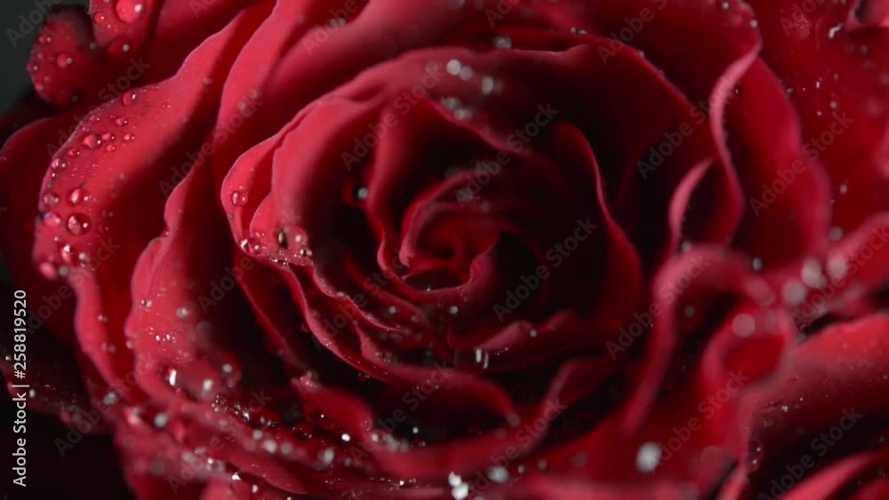 Fresh red roses, close up Fresh red roses, close up