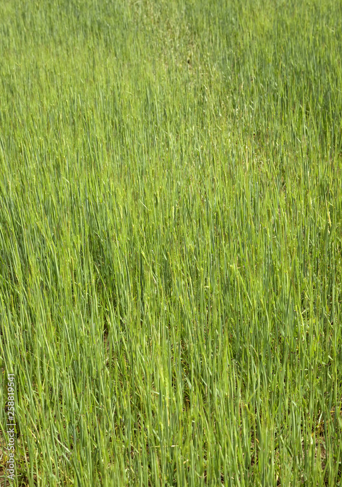 Grass textures field