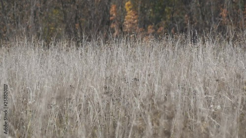 Wallpaper Mural Dry gray steppe grass in deep autumn Torontodigital.ca