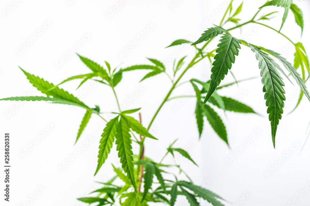 Leafy Cannabis Plant Isolated on White Background Leafy Cannabis Plant Isolated on White Background