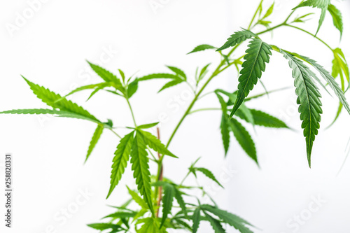 Leafy Cannabis Plant Isolated on White Background