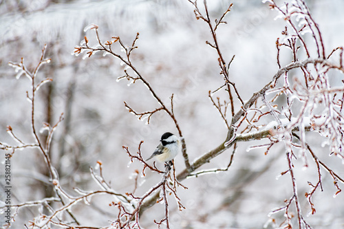 Chickadee on a frozen branch