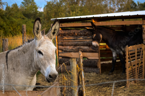 Donkeys, Avondale, Nova Scotia photo