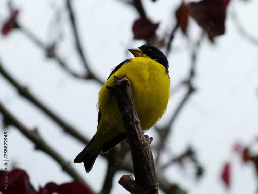 Fototapeta premium pájaro amarillo 3