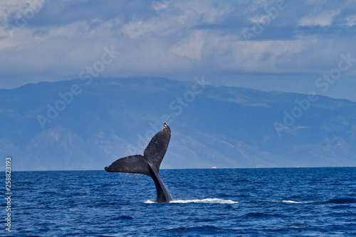 Playful Humpback whale waving it's tail at a whale watch boat on Maui.