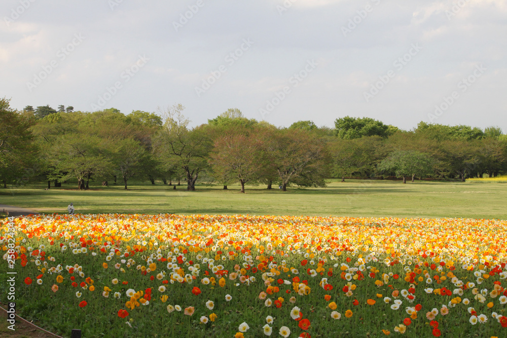 Colorful flowers contrasting with the immense green lawn of the garden. Colorful flowers contrasting with the immense green lawn of the garden.