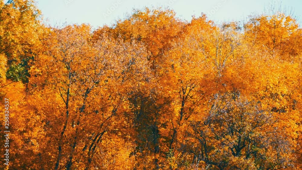 Picturesque landscape colorful autumn foliage on trees in the forest in nature Picturesque landscape colorful autumn foliage on trees in the forest in nature