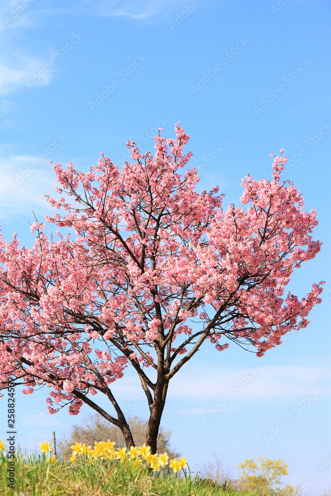 寒桜の木