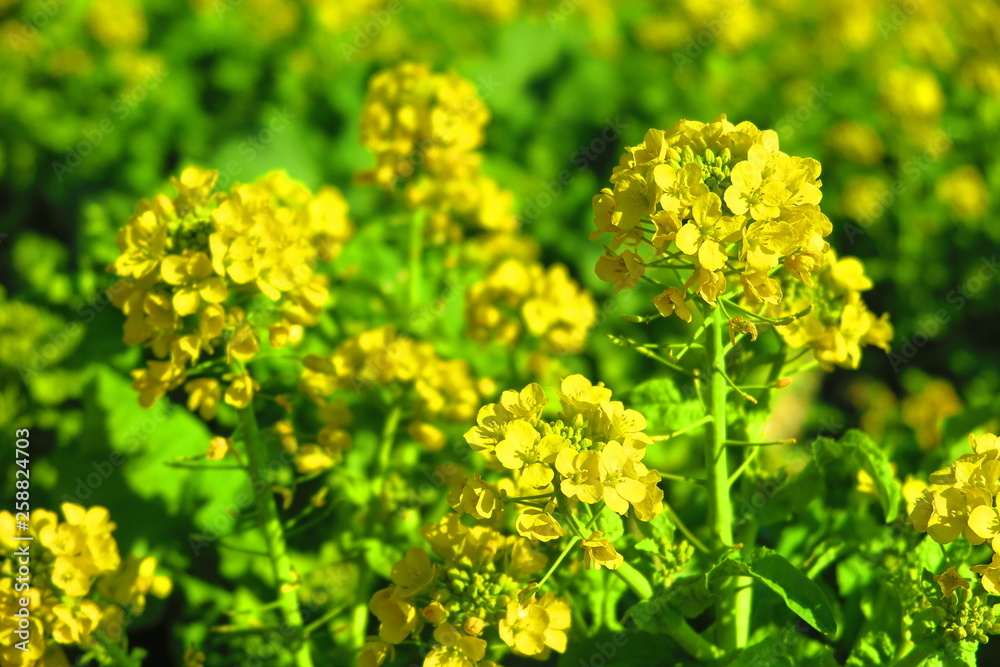 菜の花畑の風景3 菜の花畑の風景3