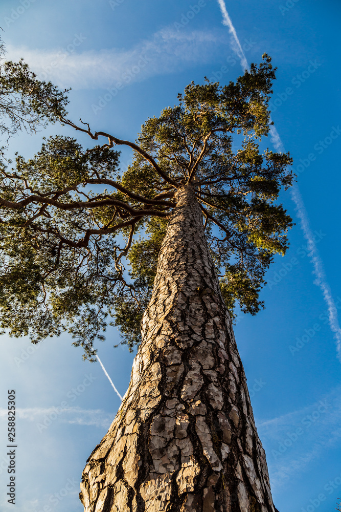 Fototapeta premium Tall pine tree, bottom view
