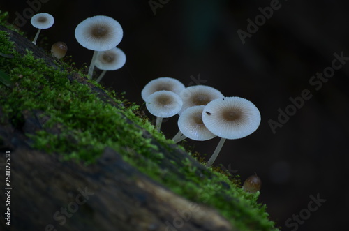 Partial view of a tree trunk covered with moss and mushrooms in the background blurred