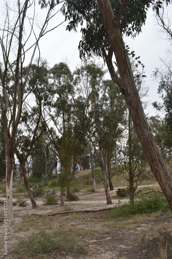 Bosque seco Bosque seco