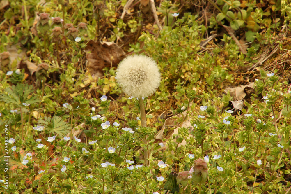 Dandelion Fuzz Dandelion Fuzz