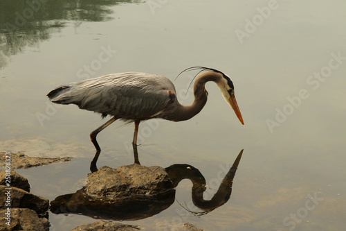 What is the Heron Looking At?