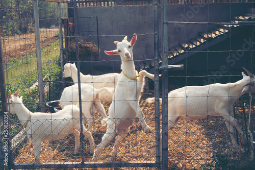 milk Goat in farm, organic ...