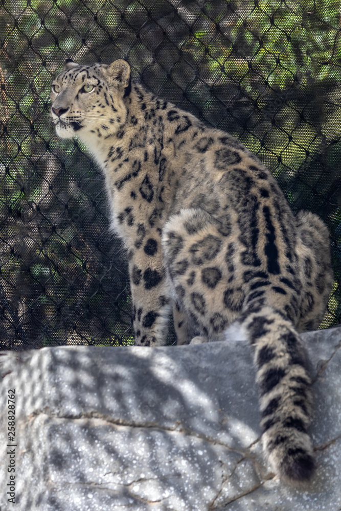 Fototapeta premium Snow leopard (panthera uncia) in captivity in zoo