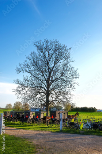 Amish Buggies under Large Tree