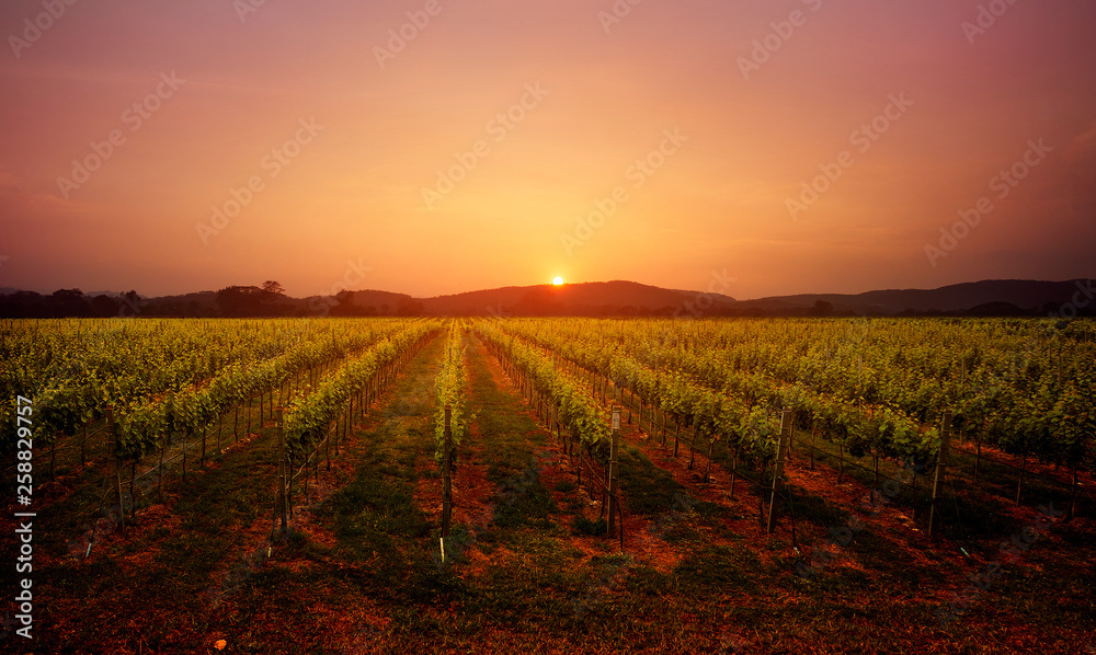 vineyard lancape at sunset
