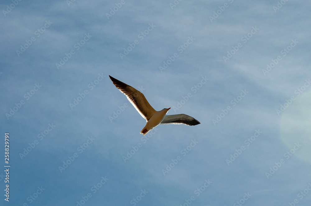 Seagull Seagull