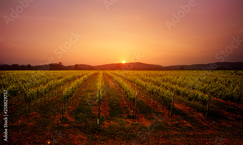 vineyard lancape at sunset photo