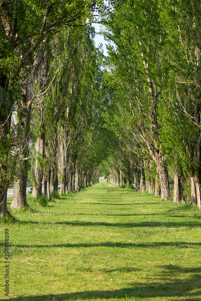 ポプラ並木 前田森林公園 Stock 写真 Adobe Stock ポプラ並木 前田森林公園 Stock 写真 Adobe Stock