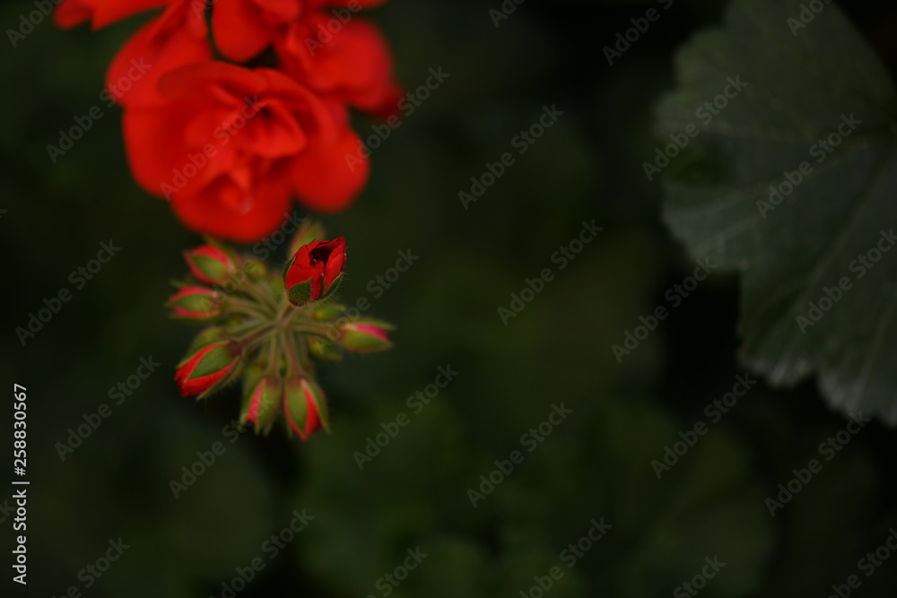 Obraz premium SEASON fLOWERS