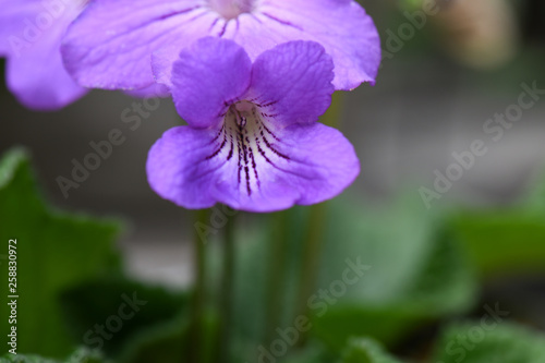 SEASON fLOWERS