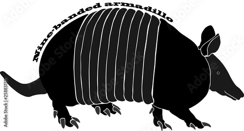 nine-banded armadillo