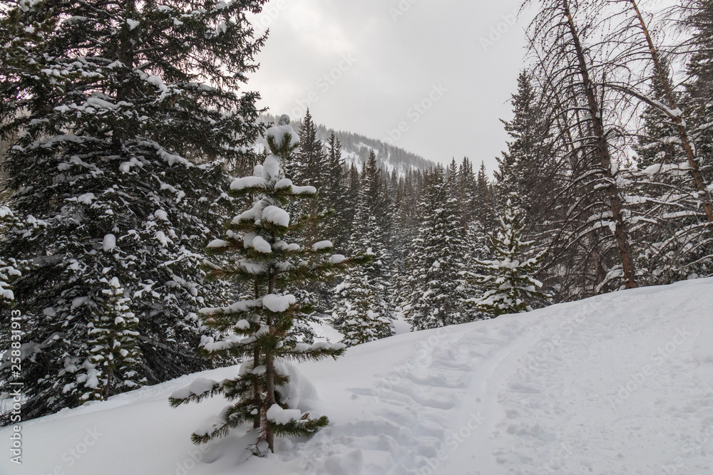 Fototapeta premium Wintry trail in Rocky Mountain National Park, Colorado