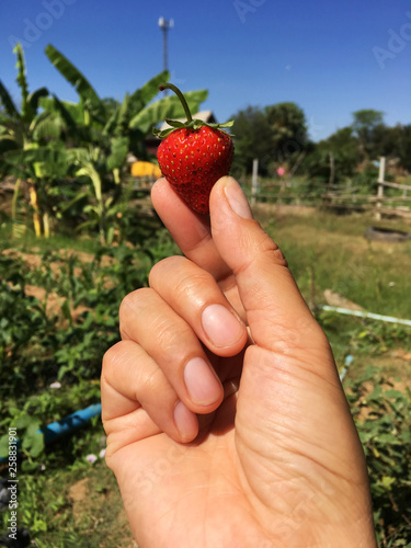 Close up of fresh strawberry on hand
