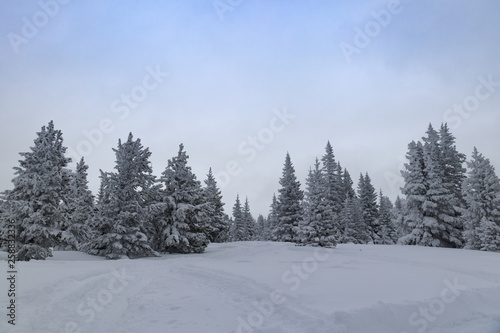Snow covered pine trees and mountain scene in Rocky Mountain National Park © Martina