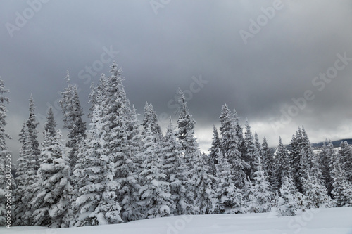 Snow covered pine trees and mountain scene in Rocky Mountain National Park