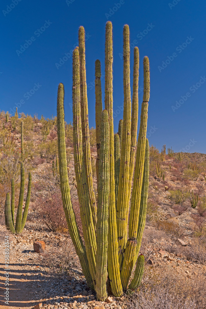 Organ Pipe Cactus on a Desert Hill