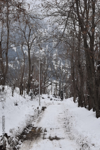 snowy road in winter forest © Varun