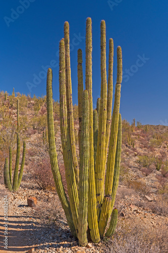 Organ Pipe Cactus on a Desert Hill
