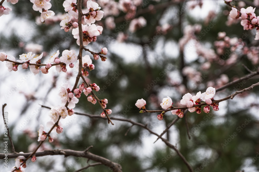 Close up pink sakura flower blossom on tree in spring seasonal,natural background.. Close up pink sakura flower blossom on tree in spring seasonal,natural background..