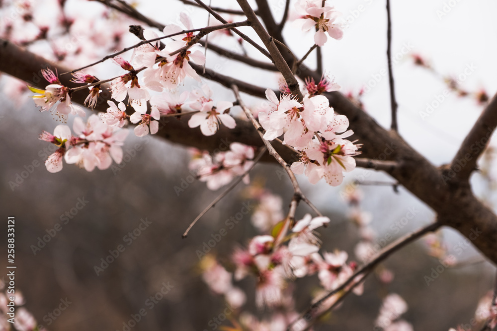 Close up pink sakura flower blossom on tree in spring seasonal,natural background.. Close up pink sakura flower blossom on tree in spring seasonal,natural background..