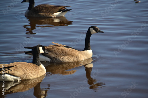 Canadian Geese in Water