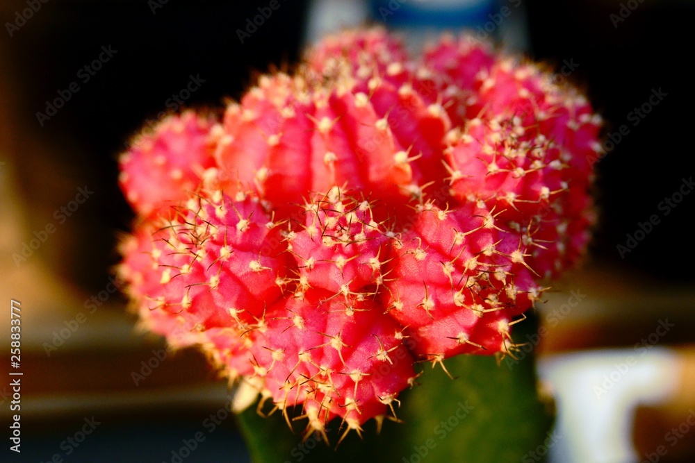 Sale of cactuses in the Flower market Sale of cactuses in the Flower market