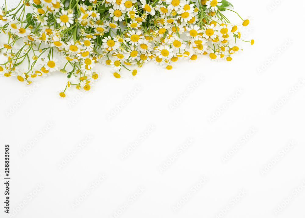 Chamomile daisy floral background