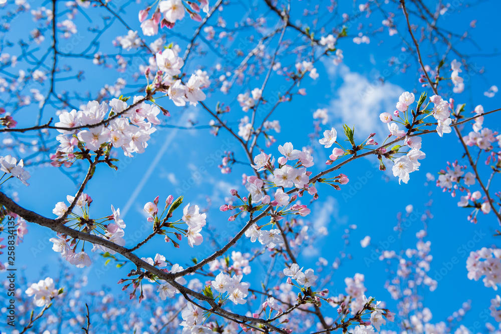 Obraz premium 桜 2019