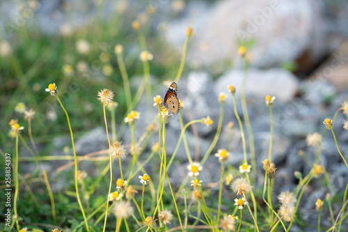 field of daisies